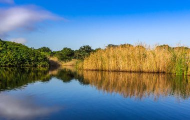 Nehir, 124de Touwsriver 'da ağaçların ve sazlıkların yansımaları; Güney Afrika' da vahşi yaşam