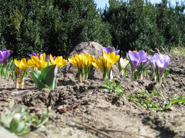 Sarı çiğdem bahar, çiğdemler aile