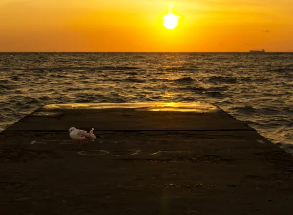 Gaviota en el amarradero durante el amanecer —  Fotos de Stock