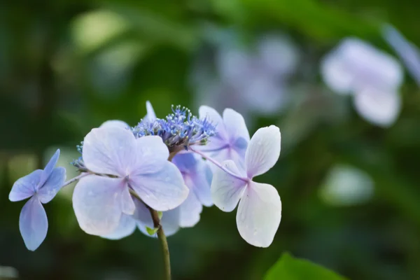 Flower — Stock Photo, Image