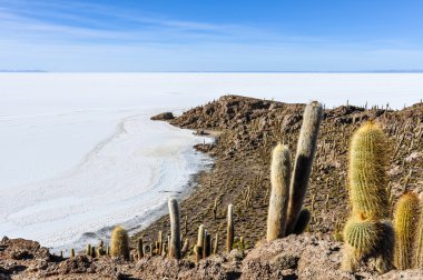 Salar de Uyuni, Bolivya kaktüsler