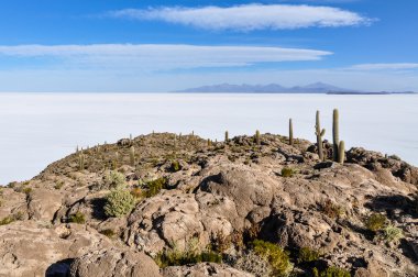 Salar de Uyuni, Bolivya kaktüsler