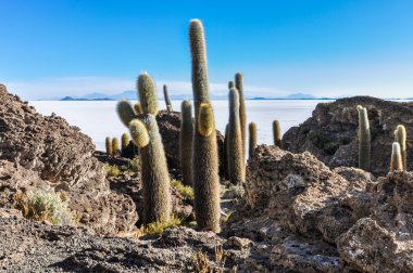 Salar de Uyuni, Bolivya kaktüsler