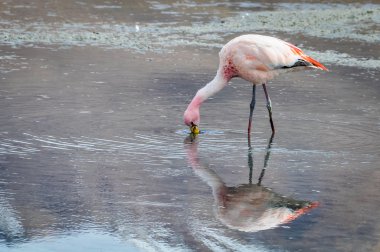 Yüksek and Yaylası, Bolivya'daki pembe flamingolar