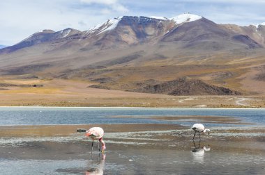 Yüksek and Yaylası, Bolivya'daki pembe flamingolar