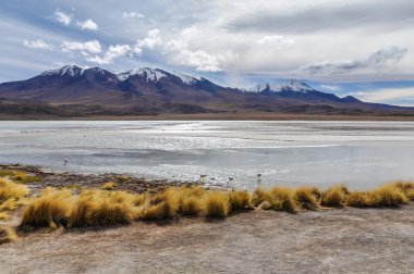 Flamingo yüksek and Platosu, Bolivi ile renkli lagoon