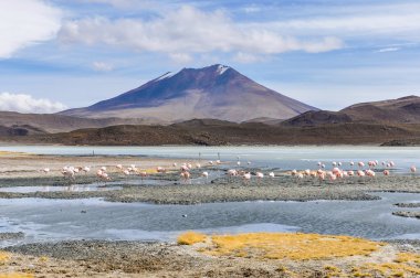 Flamingo grup yüksek and Yaylası, Bolivya