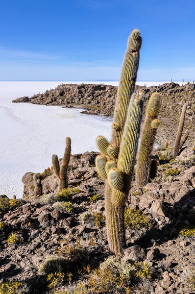 Cactus en Caranavi, la Bolivie — Photo