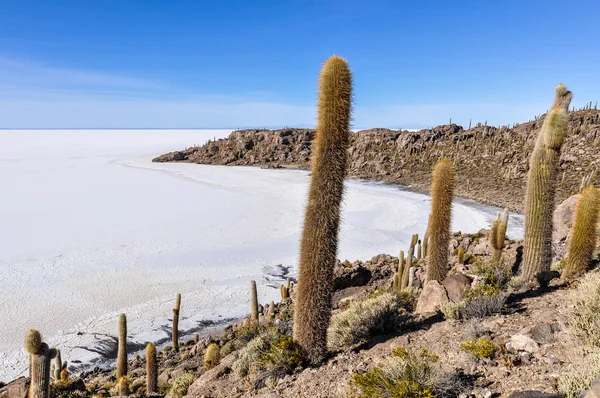 Cactus en Caranavi, la Bolivie — Photo