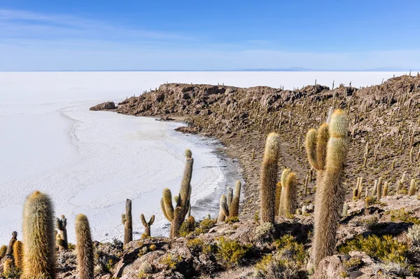 Cacti in Salar de Uyuni, Bolivia — Stock Photo, Image