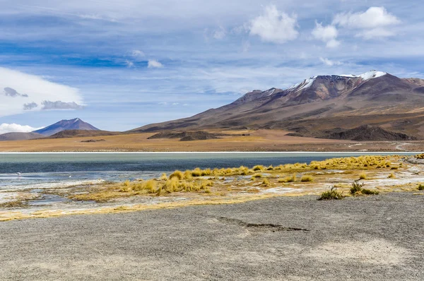 Colorida laguna con flamenco en la meseta altoandina, Bolivi —  Fotos de Stock