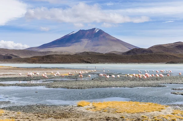 Flamingo group in the High Andean Plateau, Bolivia