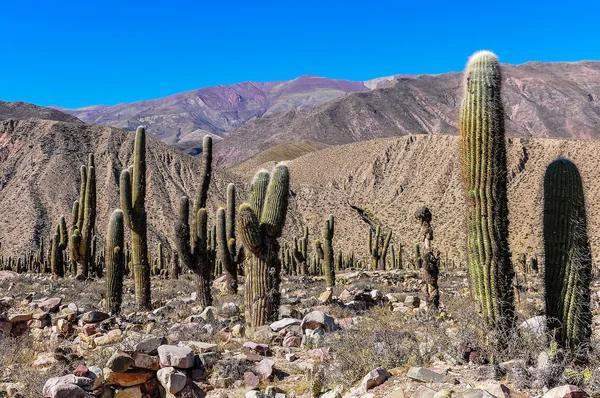 Кактус в а де ла Humahuaca, Аргентина — стокове фото