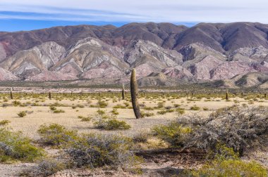 Kaktüs orman Los Cardones Milli Parkı, Arjantin