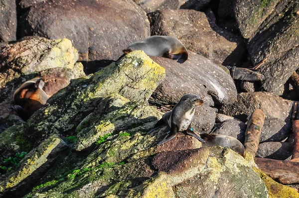 Tätningar på en klippa i Cape Foulwind, Nya Zeeland — Stockfoto