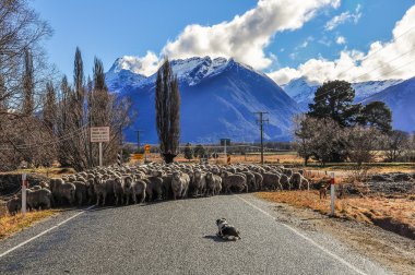 Glenorchy, Yeni Zelanda'da köprüyü geçtikten koyun