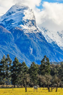 White horse Glenorchy, Yeni Zelanda
