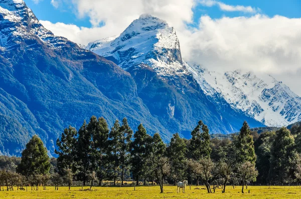 Cheval blanc à Glenorchy, Nouvelle-Zélande — Photo