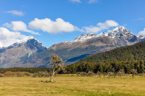 Einsamer Baum in glenorchy, Neuseeland — Stockfoto