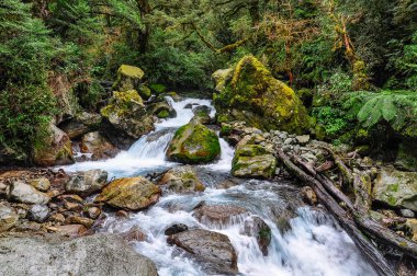 Stream orman üzerinde Milford Road, Yeni Zelanda