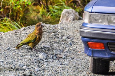 Kea kuş Milford Road, Yeni Zelanda'da