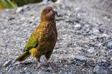 Kea kuş Milford Road, Yeni Zelanda'da