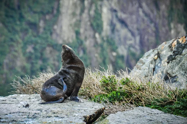 Söt säl i Milford Sound, Nya Zeeland — Stockfoto