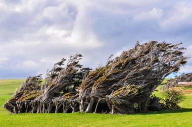 Twisted trees near Slope Point, New Zealand clipart