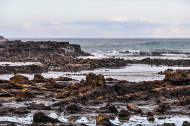 Taşlaşmış orman Curio Bay, Yeni Zelanda