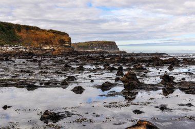 Taşlaşmış orman Curio Bay, Yeni Zelanda