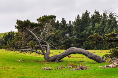 Strange shaped tree in New Zealand clipart
