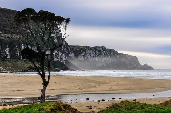 Arbre solitaire dans la baie de Purakaunui, Nouvelle-Zélande — Photo
