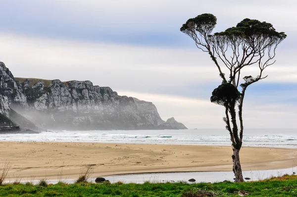 Albero solitario in Purakaunui Bay, Nuova Zelanda — Foto Stock