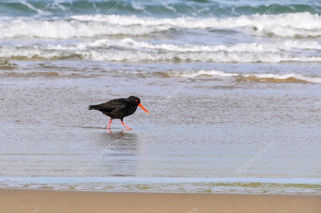 Oiseaux Sur La Plage à Southern Scenic Route Nouvelle