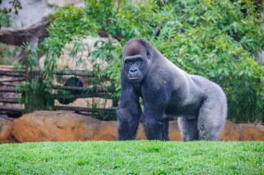 Goril bir hayvanat bahçesi Valencia, İspanya