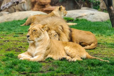 Dinlenme aslanlar Hayvanat Bahçesi Valencia, İspanya