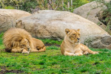 Dinlenme aslanlar Hayvanat Bahçesi Valencia, İspanya