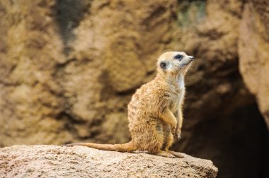 Meerkat bir hayvanat bahçesi Valencia, İspanya