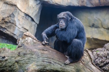 Şempanze bir hayvanat bahçesi Valencia, İspanya