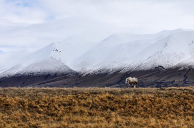 Beyaz atın ve karlı zirveleri yakınındaki göl Ohau, Yeni Zelanda