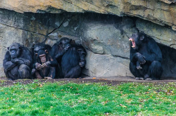 Şempanzeler bir hayvanat bahçesi Valencia, İspanya — Stok fotoğraf