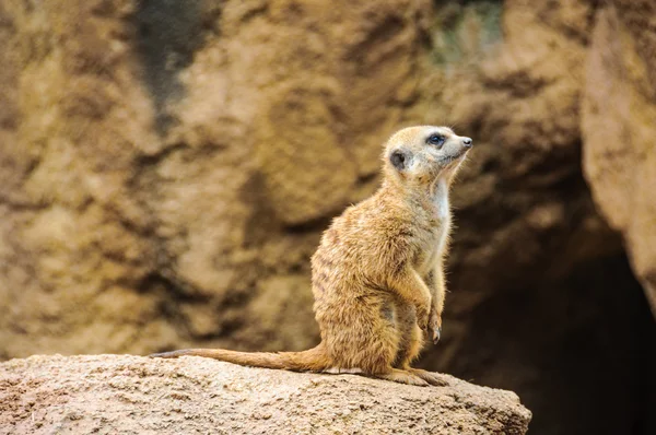 Surykatki w zoo w Walencji, Hiszpania — Zdjęcie stockowe