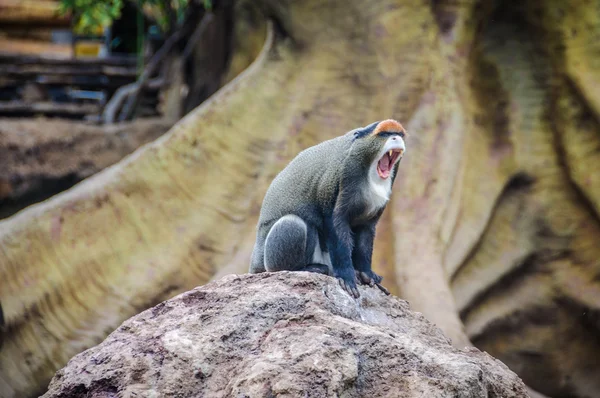 Mono diplomado en un zoológico en Valencia, España — Foto de Stock