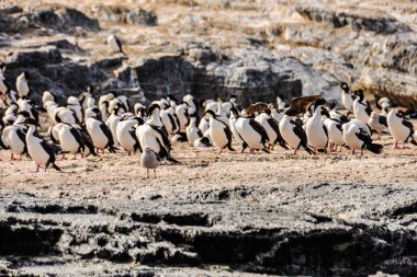 Beagle kanalı, Ushuaia, Arjantin