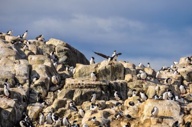 Beagle kanalı, Ushuaia, Arjantin