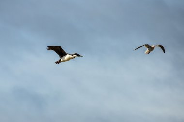 Beagle kanalı, Ushuaia, Arjantin