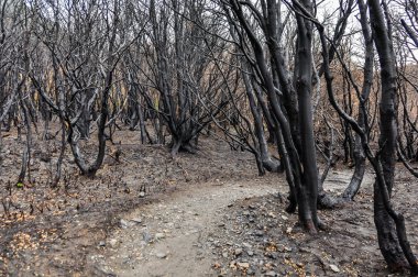 Torres del Paine Ulusal Parkı, Patagonya, Şili