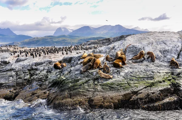 Beagle Channel, Ushuaia, Argentina — Stock Photo, Image