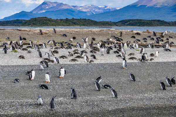 Beagle Channel, Ushuaia, Argentine — Photo