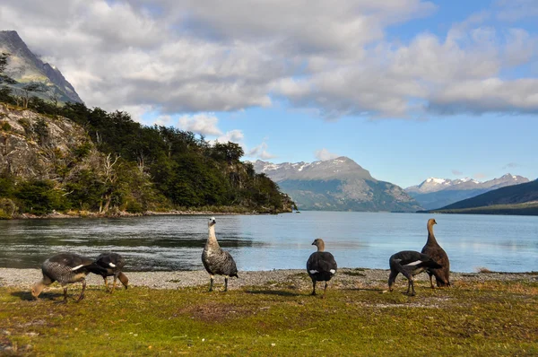 Nationalpark Feuerland, Ushuaia, Argentinien — Stockfoto